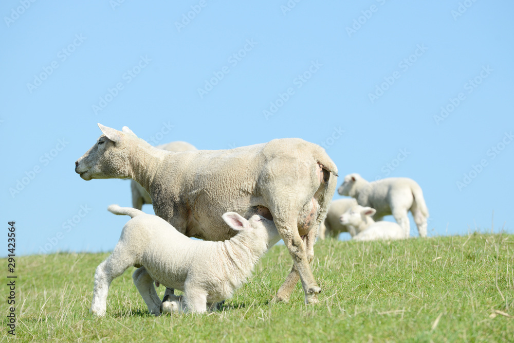 Fototapeta premium white ewe suckling sheep lamb on pasture