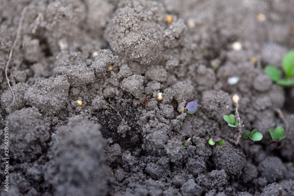 Young plant in soil. Macro / micro photography. Mustard sprout in soil close - up. Young plant in soil. Macro / micro photography. Mustard sprout in soil close - up.