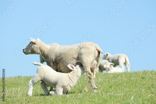 white ewe suckling sheep lamb on pasture