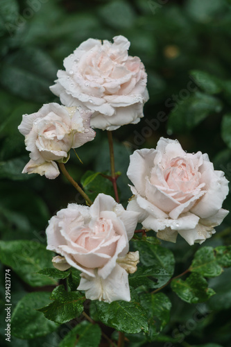 Beautiful delicate pink and white rosebuds in the garden.