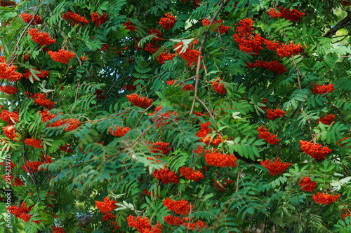 Bunches of red mountain ash on branches. Autumn landscape.