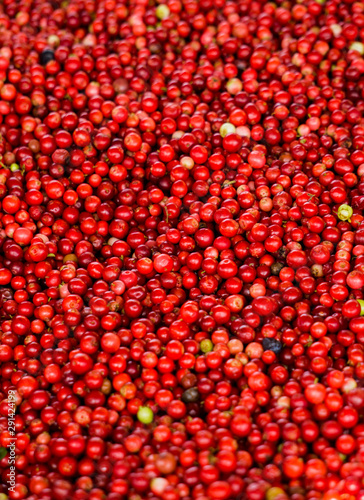 A lot of red lingonberry berries poured into a crate.