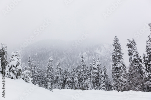 Forest with Snow