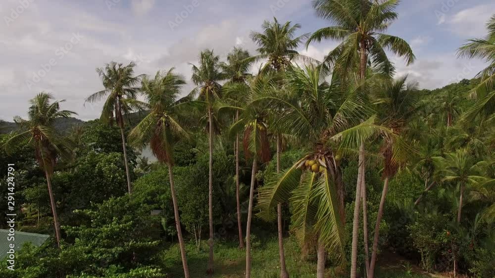 Static shot of tall vertical growth grove of banana and coconut palms tree blowing and gently swaying in the tropical storm wind salty air breeze