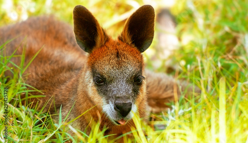 Red-legged Pademelon © Rob D