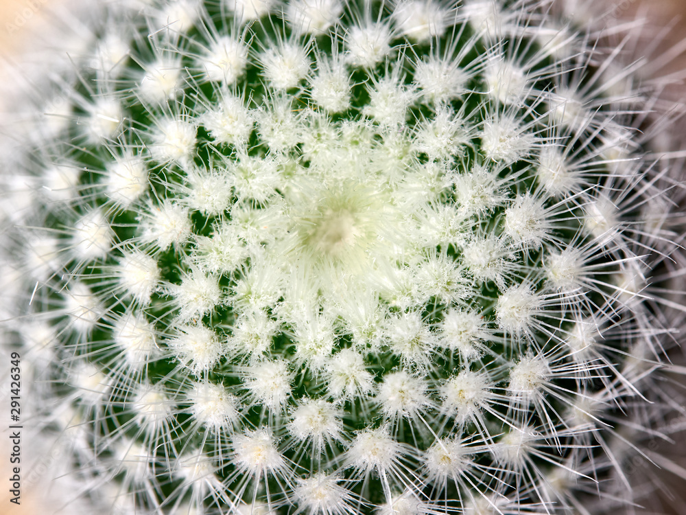 Cactus. Golden barrel cactus