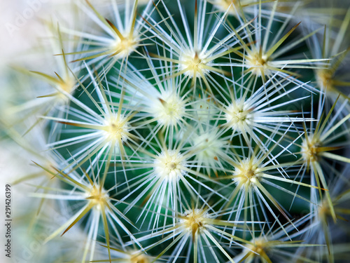 Cactus. Golden barrel cactus