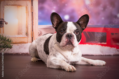 Fototapeta Naklejka Na Ścianę i Meble -  French bulldog posing in christmas scenery