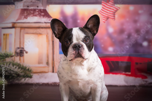 French bulldog posing in christmas scenery