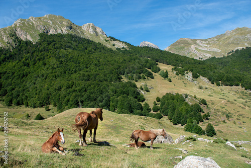 horses grazing in the pasture at mountains