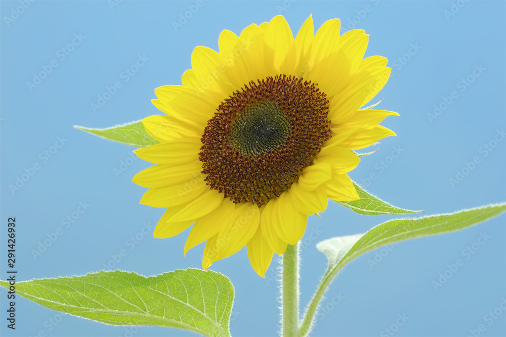 closeup yellow sunflower in field closeup yellow sunflower in field