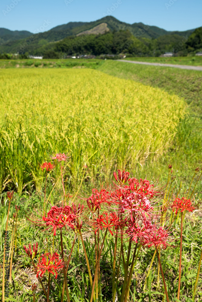 田んぼと山をバックにマンジュシャゲの花