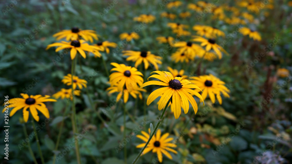 Fototapeta premium line of yellow flowers with focus in the foreground