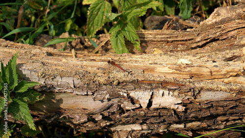  fallen tree trunk among the plants and with a dragonfly on the surface