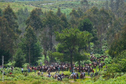 A Rapa das Bestas, Sabucedo, Pontevedra, Galicia photo