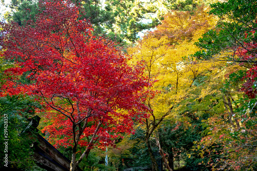 Colorful autumn color in Japan. Maple   ginkgo tree change their leaves color to yellow and red. Concept for autumn and foliage background.
