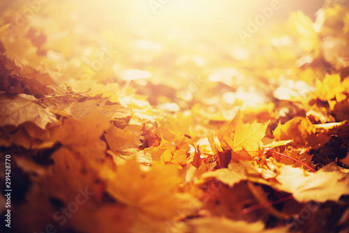 Autumn maple leaves in sunlights  sunny bokeh. Beautiful nature background with forest ground. Banner. Concept of fall season. Golden autumn card