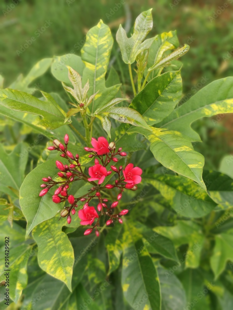 red currant bush of wild strawberry