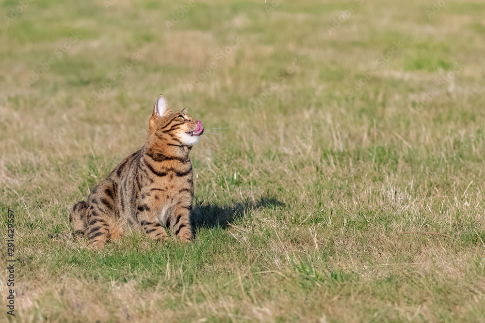 Fototapeta premium Bengal cat sitting in the garden, beautiful portrait of a pet