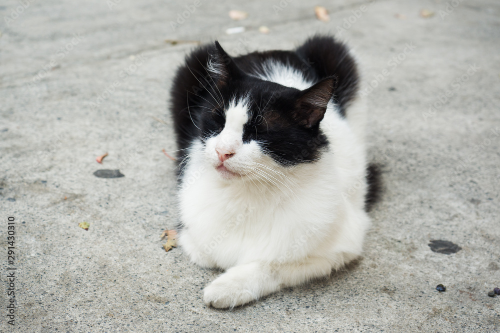 Homeless cute cat on the street sidewalk. Homeless cute cat on the street sidewalk.