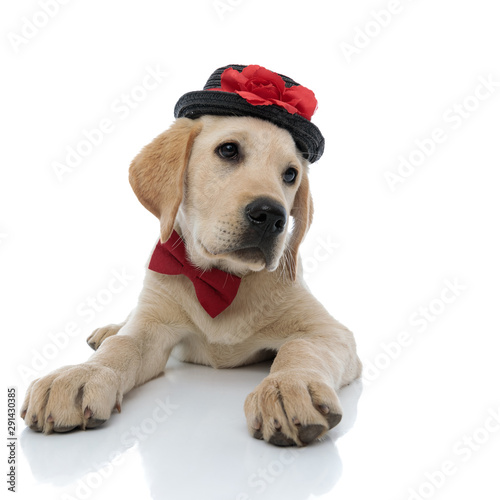 little labrador retriever puppy wearing bow tie and  hat