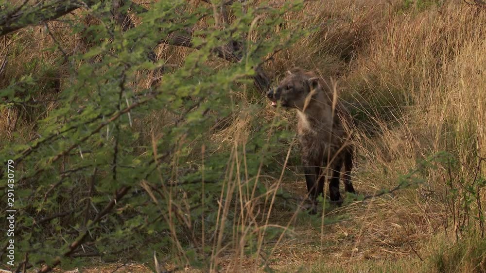 An African wild dog, with his face covered in blood after feeding, runs closely past a hyena patiently waiting in the bush. An African wild dog, with his face covered in blood after feeding, runs closely past a hyena patiently waiting in the bush.