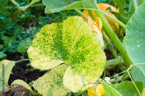 Downy mildew (Peronosporosis) on a pumpkin leaf in the garden. Diseases of garden plants photo