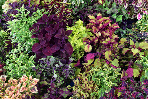 Coleus. Red, yellow, green, orange leaves,  coleus plants with their bright colors.  