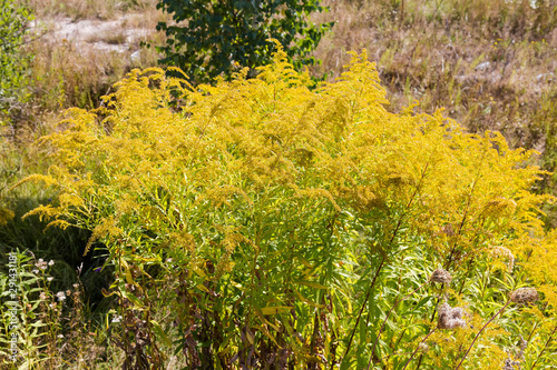 Bush of the flowering wild growing Canadian goldenrod