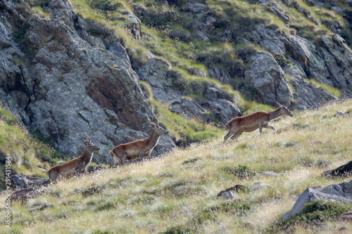 Portrait of red deer in Alps mountains  Cervus elaphus 