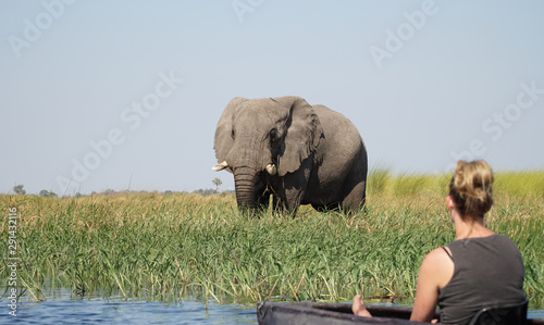 Elephants roaming in the wetlands of the Okavango Delta in Botswana, Africa. photo