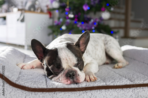 French bulldog lying down under the christmas tree