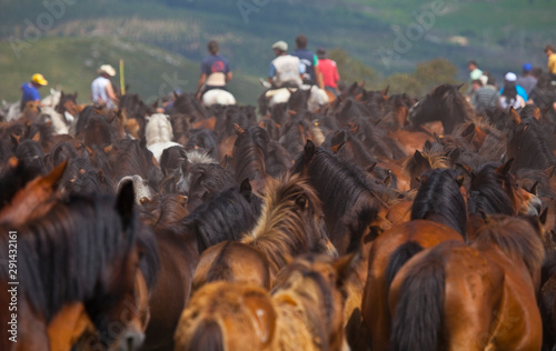 A Rapa das Bestas, Sabucedo, Pontevedra, Galicia photo