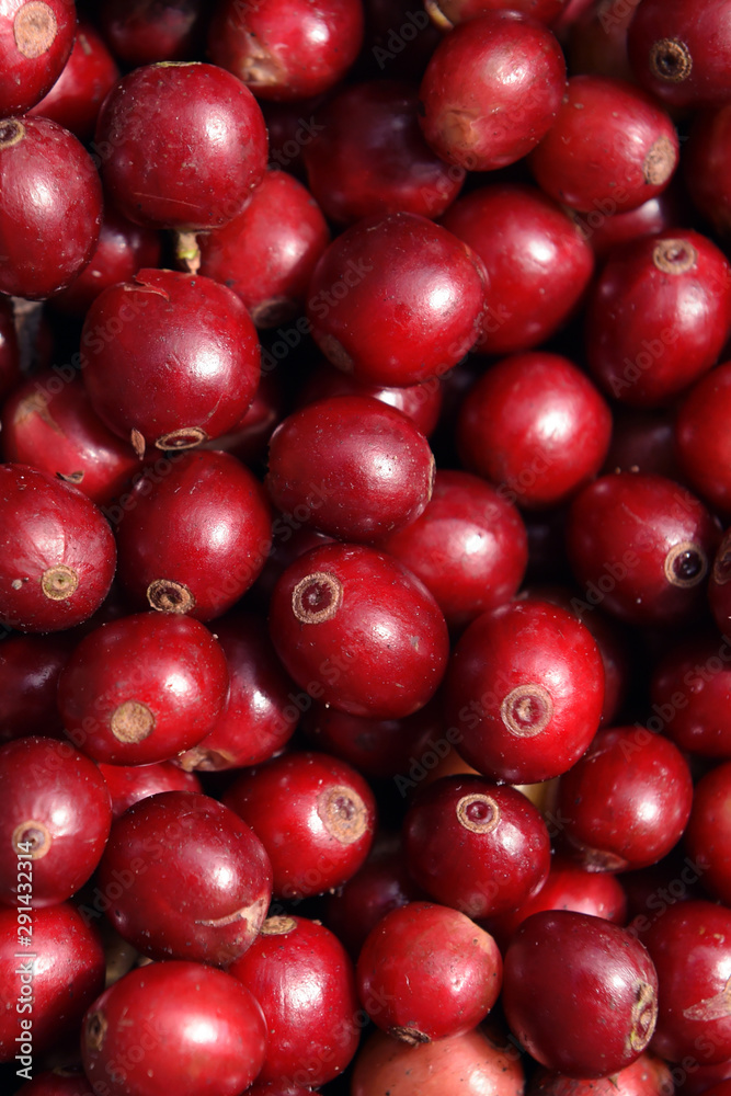 close up of fresh coffee beans for background close up of fresh coffee beans for background