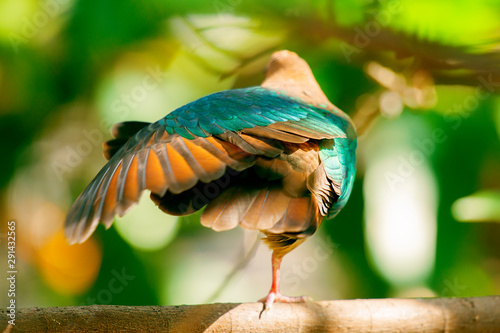 Emerald Ground Dove photo