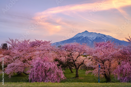 Fotografía 青森県・板柳町 桜と残雪の岩木山の夕暮れの風景