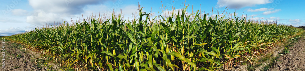 field with corn stalks on a summer day. Panorama field with corn stalks on a summer day. Panorama