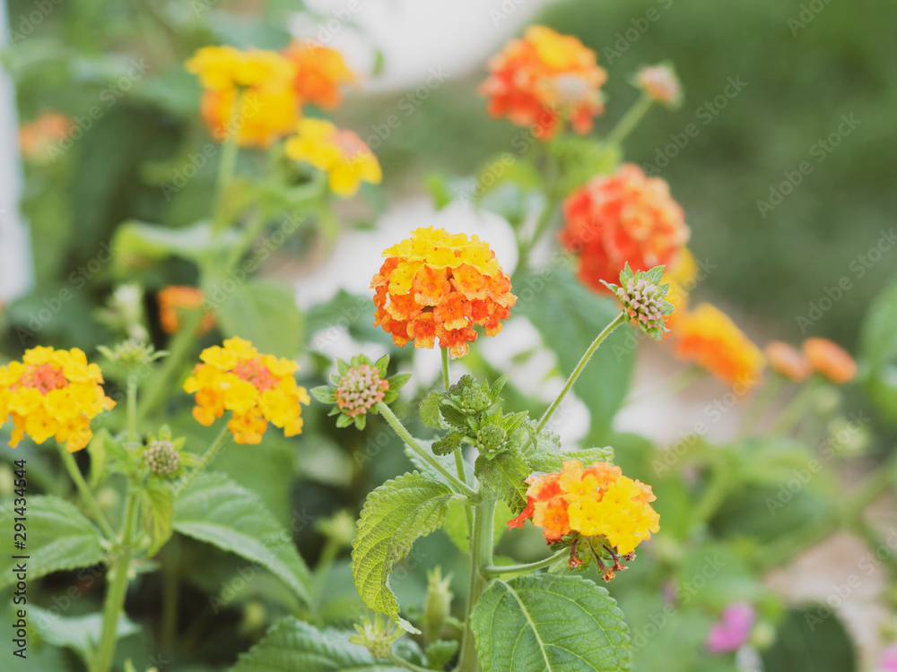 Lantana camara - Common lantana or kamara lantana, ornamental shrub with combination of yellow to orangish dense flowers Lantana camara - Common lantana or kamara lantana, ornamental shrub with combination of yellow to orangish dense flowers