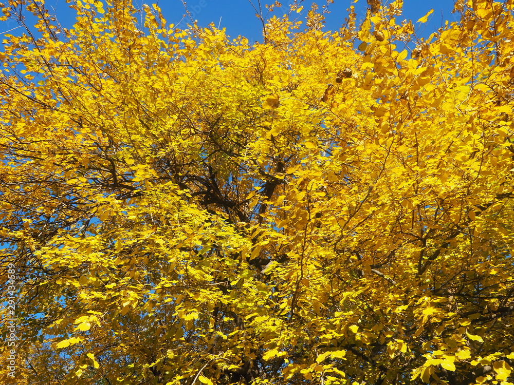 Fototapeta premium autumn leaf