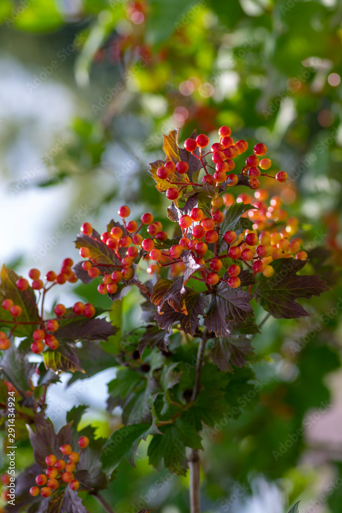 Obraz premium Viburnum opulus berries ornamental park tree with beautiful ripening fruits, deciduous shrub with green leaves on branches