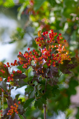 Viburnum opulus berries ornamental park tree with beautiful ripening fruits, deciduous shrub with green leaves on branches