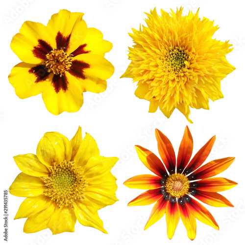 Set of gazania  sunflower  marigold isolated on white background