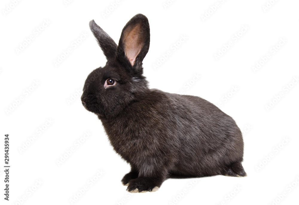 Obraz premium Curious black rabbit sitting isolated on a white background