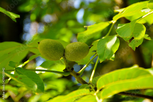 Waln  sse am Baum