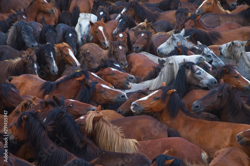 A Rapa das Bestas, Sabucedo, Pontevedra, Galicia photo