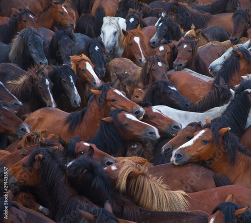 A Rapa das Bestas, Sabucedo, Pontevedra, Galicia photo