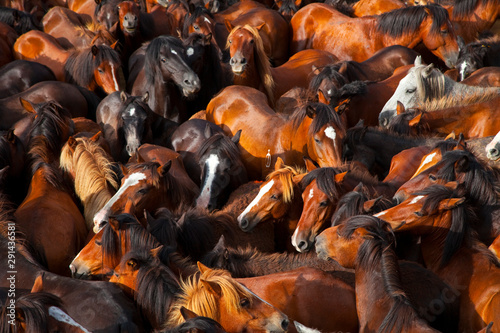 A Rapa das Bestas, Sabucedo, Pontevedra, Galicia photo