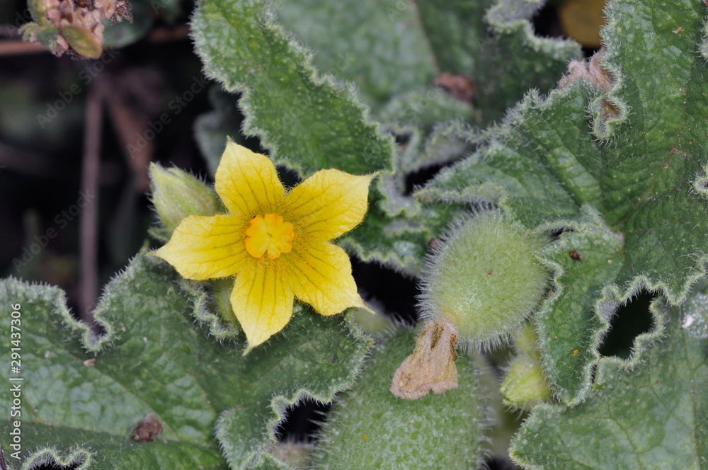 Ecballium elaterium, also called the squirting cucumber or exploding cucumber, Crete Ecballium elaterium, also called the squirting cucumber or exploding cucumber, Crete