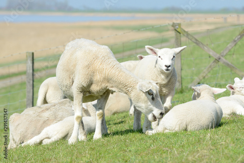 herd of sheep, small cute lambs, ewe, and white sheep on pasture in front of blue sky