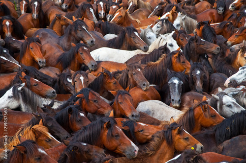 A Rapa das Bestas, Sabucedo, Pontevedra, Galicia photo